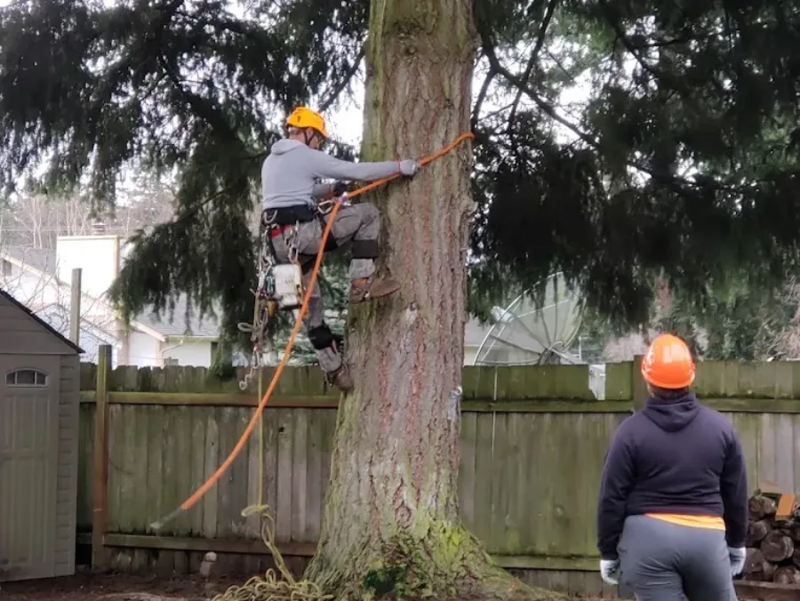 Professional Tree Company in Tacoma, WA Professional Tree Company in Tacoma, WA